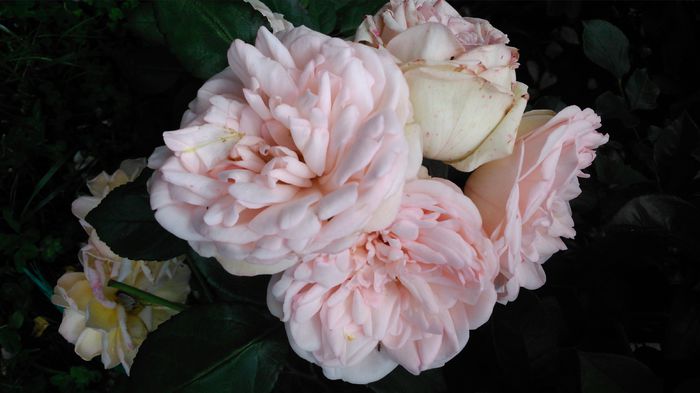 DSC_0157 - TRANDAFIRI 2014 II