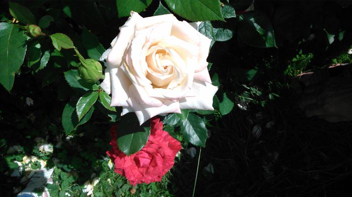 DSC_0158 - TRANDAFIRI 2014 II