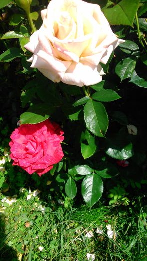 DSC_0159 - TRANDAFIRI 2014 II