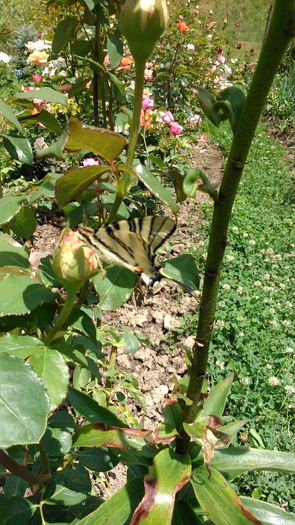 DSC_0160 - TRANDAFIRI 2014 II