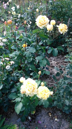 DSC_0161 - TRANDAFIRI 2014 II