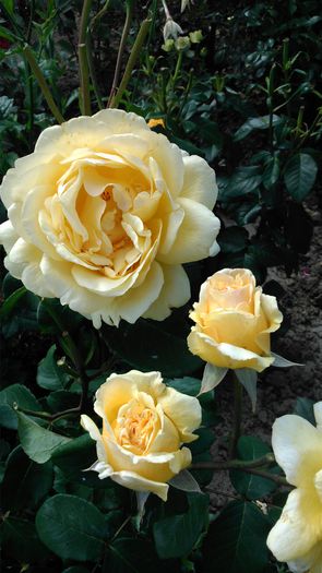 DSC_0162 - TRANDAFIRI 2014 II