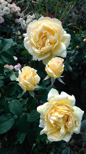 DSC_0163 - TRANDAFIRI 2014 II