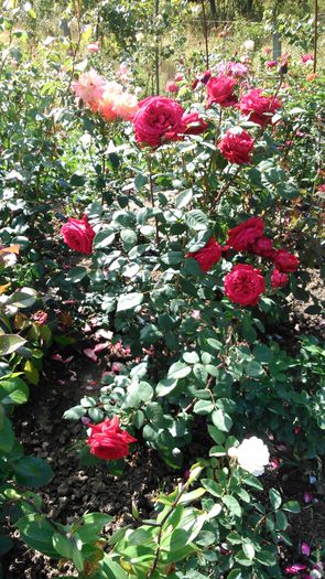 DSC_0166 - TRANDAFIRI 2014 II