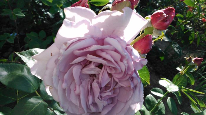 DSC_0167 - TRANDAFIRI 2014 II