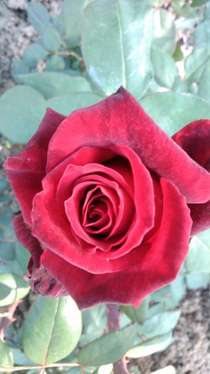 DSC_0168 - TRANDAFIRI 2014 II