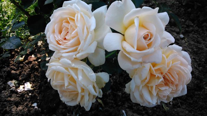 DSC_0169 - TRANDAFIRI 2014 II