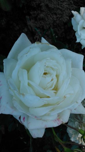 DSC_0170 - TRANDAFIRI 2014 II