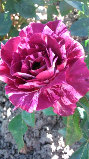 DSC_0172 - TRANDAFIRI 2014 II