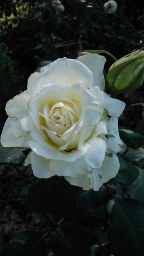 DSC_0173 - TRANDAFIRI 2014 II