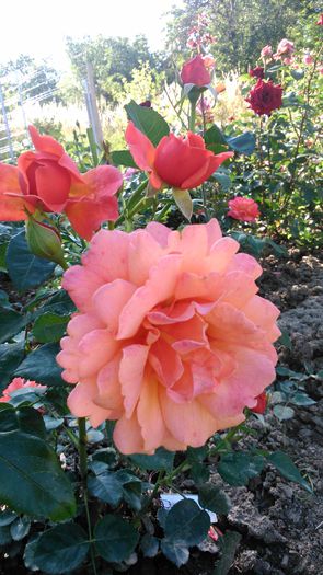 DSC_0174 - TRANDAFIRI 2014 II