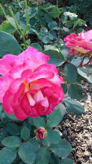 DSC_0176 - TRANDAFIRI 2014 II