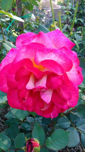 DSC_0177 - TRANDAFIRI 2014 II