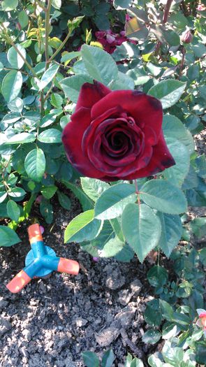 DSC_0180 - TRANDAFIRI 2014 II