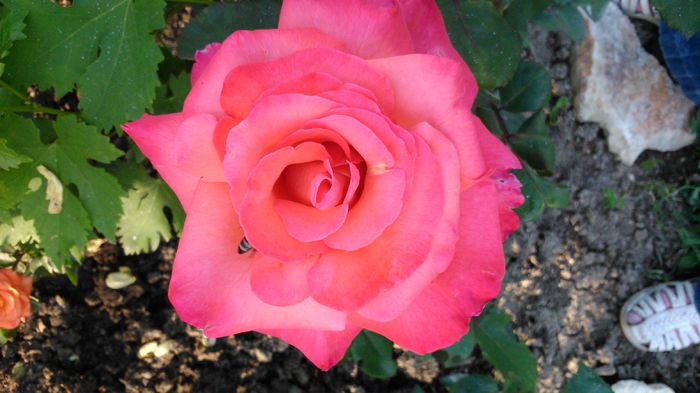 DSC_0182 - TRANDAFIRI 2014 II