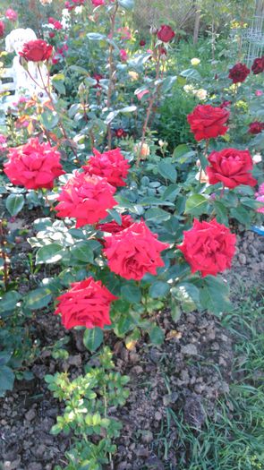 DSC_0187 - TRANDAFIRI 2014 II