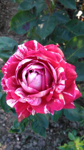 DSC_0188 - TRANDAFIRI 2014 II