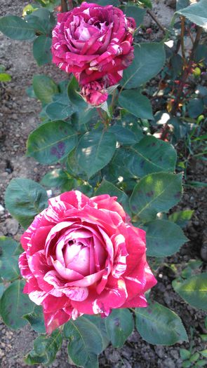 DSC_0189 - TRANDAFIRI 2014 II