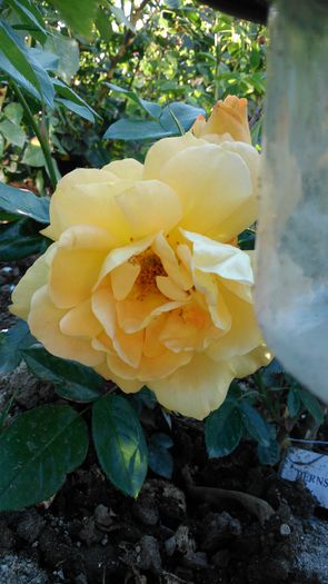 DSC_0185 - TRANDAFIRI 2014 II