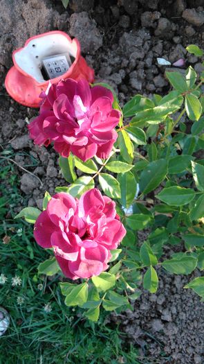 DSC_0186 - TRANDAFIRI 2014 II