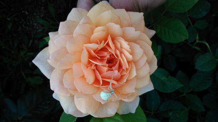 DSC_0192 - TRANDAFIRI 2014 II