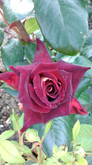 DSC_0193 - TRANDAFIRI 2014 II