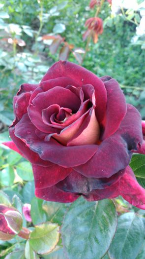 DSC_0194 - TRANDAFIRI 2014 II