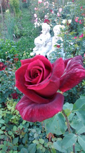 DSC_0195 - TRANDAFIRI 2014 II