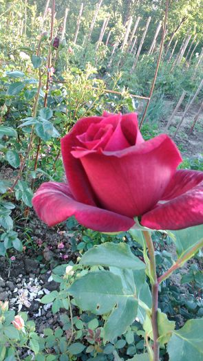 DSC_0196 - TRANDAFIRI 2014 II