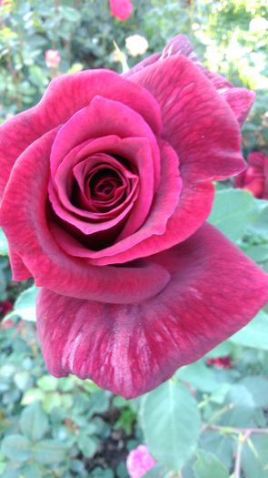 DSC_0197 - TRANDAFIRI 2014 II