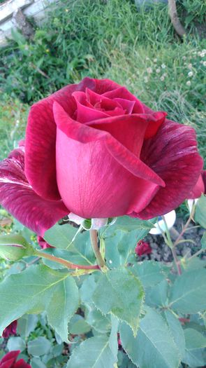 DSC_0198 - TRANDAFIRI 2014 II