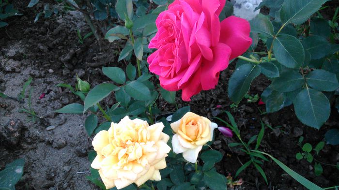 DSC_0201 - TRANDAFIRI 2014 II