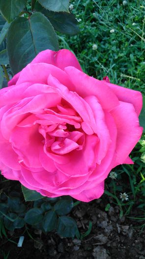 DSC_0202 - TRANDAFIRI 2014 II