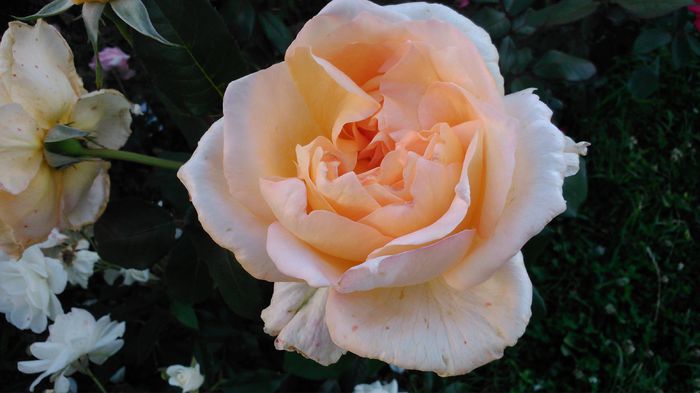 DSC_0203 - TRANDAFIRI 2014 II