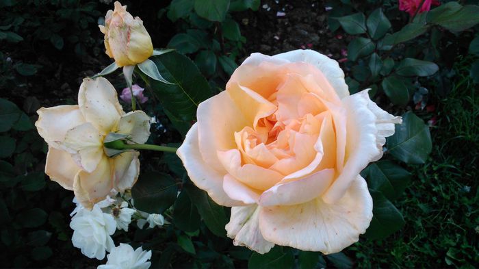 DSC_0204 - TRANDAFIRI 2014 II