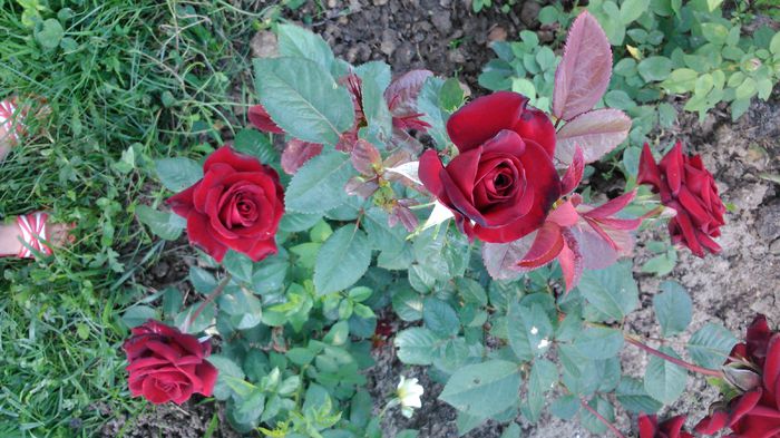 DSC_0206 - TRANDAFIRI 2014 II