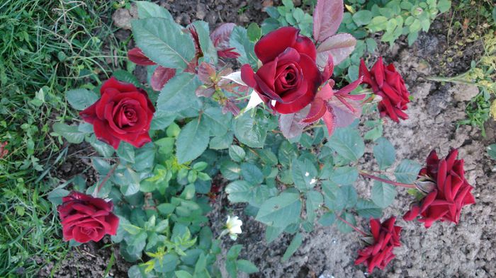 DSC_0207 - TRANDAFIRI 2014 II