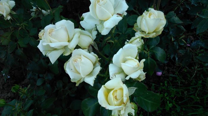 DSC_0208 - TRANDAFIRI 2014 II