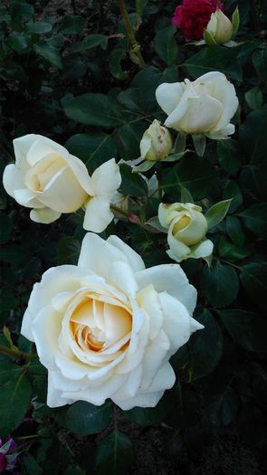 DSC_0209 - TRANDAFIRI 2014 II