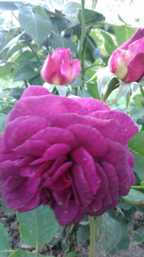 DSC_0210 - TRANDAFIRI 2014 II