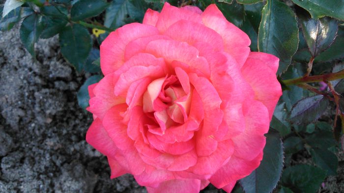 DSC_0223 - TRANDAFIRI 2014 II