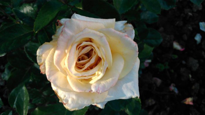 DSC_0224 - TRANDAFIRI 2014 II