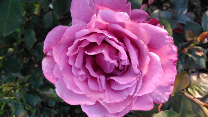 DSC_0225 - TRANDAFIRI 2014 II