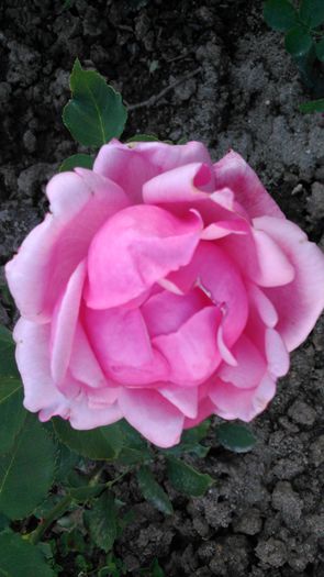 DSC_0212 - TRANDAFIRI 2014 II