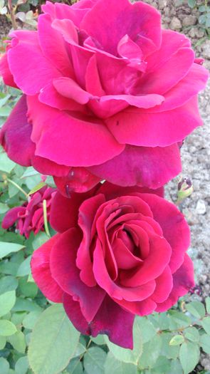 DSC_0213 - TRANDAFIRI 2014 II