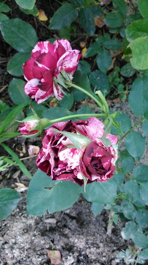 DSC_0214 - TRANDAFIRI 2014 II