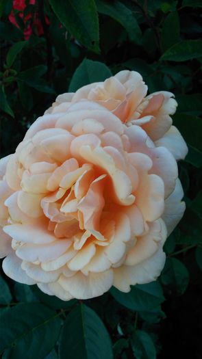 DSC_0215 - TRANDAFIRI 2014 II