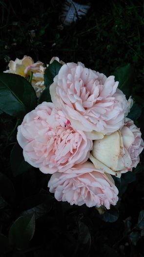 DSC_0217 - TRANDAFIRI 2014 II