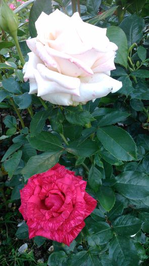 DSC_0218 - TRANDAFIRI 2014 II