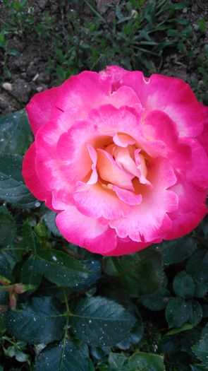 DSC_0219 - TRANDAFIRI 2014 II